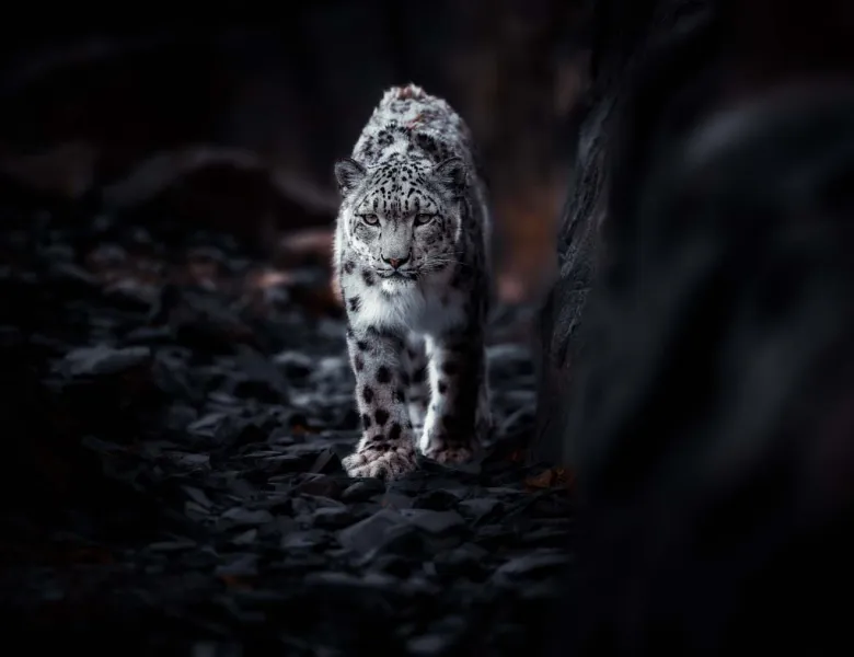 © Christopher Johnson, United Kingdom, entry, Open Competition, Natural World & Wildlife, 2026 Sony World Photography Awards