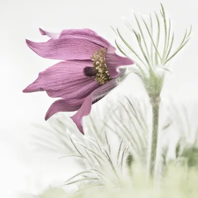 The Pasqueflower