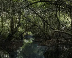 Sacred Voodoo Forest